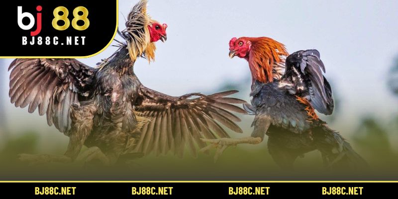 Các hoạt động đá gà nông thôn kết hợp lễ hội tạo không khí cộng đồng