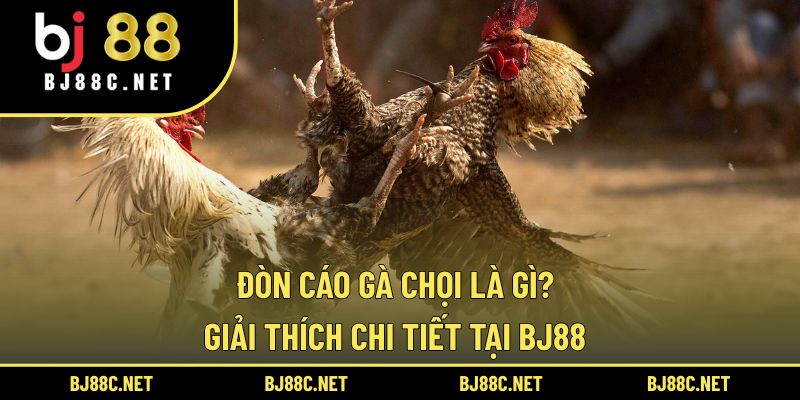 Đòn Cáo Gà Chọi Là Gì? Giải Thích Chi Tiết Tại BJ88