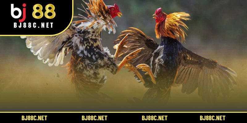 Kỹ thuật đòn cáo gà chọi là gì quyết định chiến thuật và kết quả trận đấu