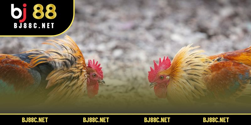 Luyện tập đòn bật chân giúp gà nâng cao phản xạ và sức bền trong thi đấu