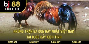 Những Trận Gà Đòn Hay Nhất Việt Nam Tại BJ88 Đầy Kịch Tính