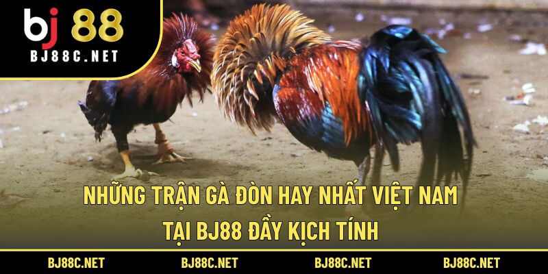 Những Trận Gà Đòn Hay Nhất Việt Nam Tại BJ88 Đầy Kịch Tính