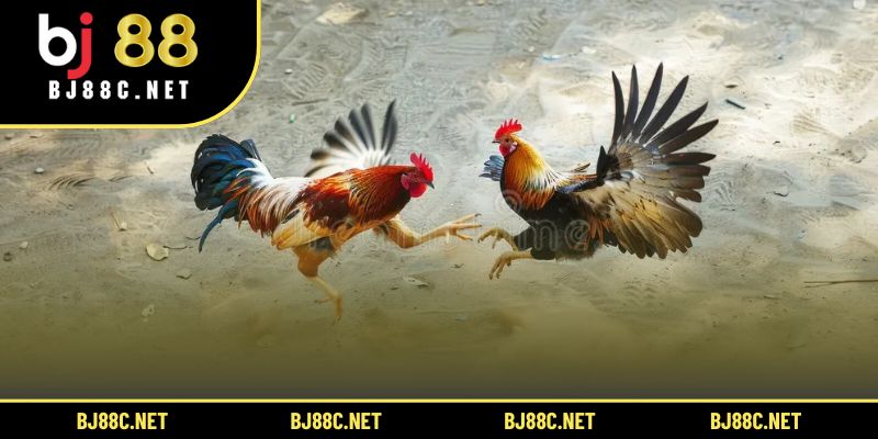 Quan sát chiến kê và kết hợp lịch sử để tăng cơ hội thắng