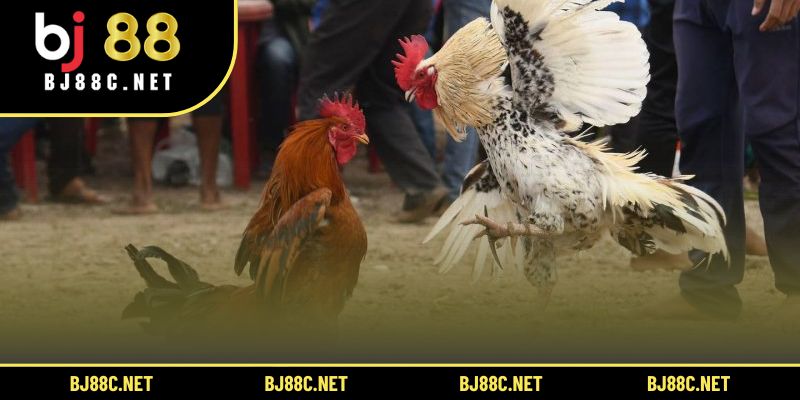 Thái Lan tổ chức các trận đấu đá gà công khai thu hút hàng ngàn khán giả