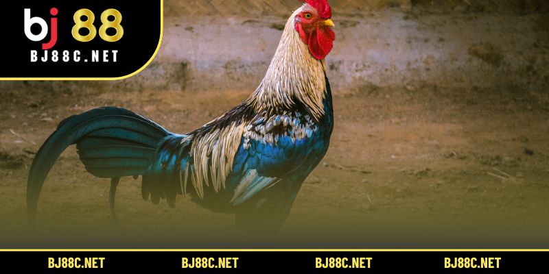 Theo dõi nhiều sới gà cùng lúc giúp phân tích phong độ chiến kê