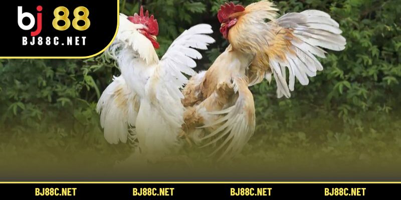 Trận gà chọi Hà Nội vs miền Trung 2023 thu hút hàng nghìn người xem 