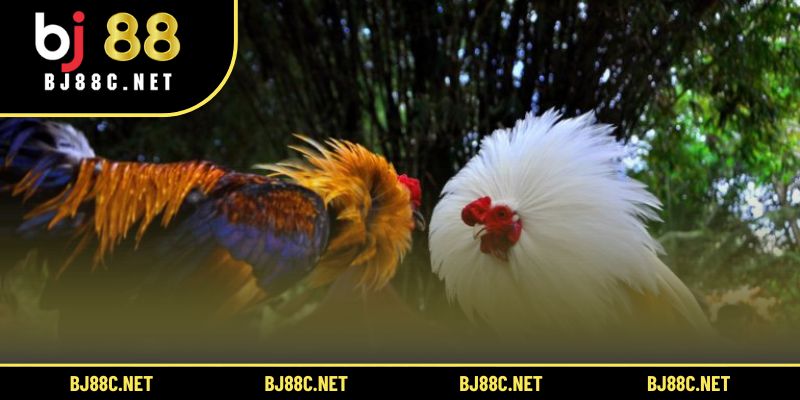 Văn hóa đá gà ở Việt Nam và thế giới được gìn giữ và trải nghiệm trực tuyến