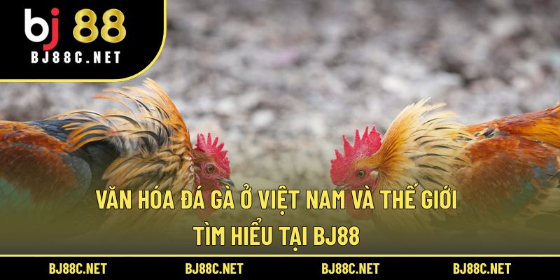 Văn Hóa Đá Gà Ở Việt Nam Và Thế Giới: Tìm Hiểu Tại BJ88