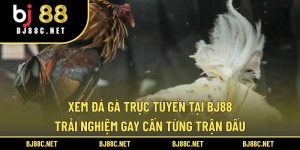 Xem Đá Gà Trực Tuyến Tại BJ88 – Trải Nghiệm Gay Cấn Từng Trận Đấu