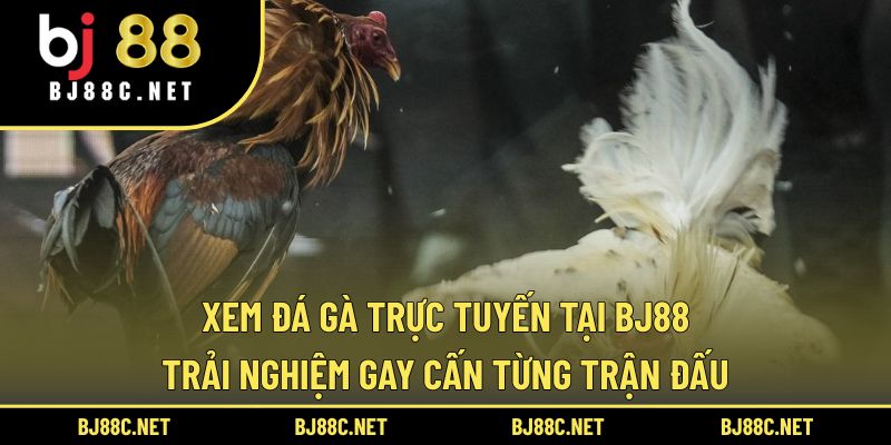 Xem Đá Gà Trực Tuyến Tại BJ88 – Trải Nghiệm Gay Cấn Từng Trận Đấu