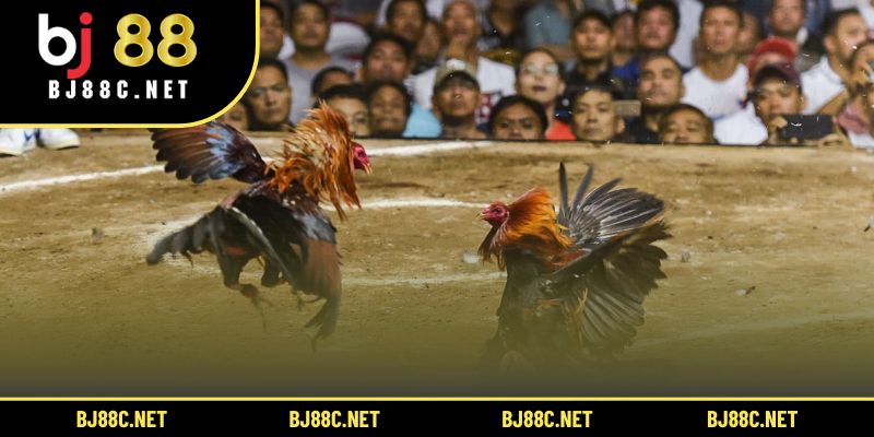 Xem đá gà trực tuyến với hình ảnh sắc nét, âm thanh sống động