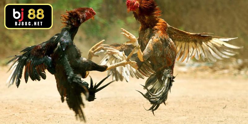 Cách Xem Tướng Gà Đá - Bí Quyết Nhận Diện Linh Kê