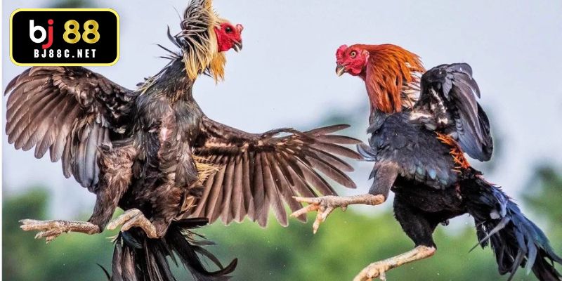 Phân tích kỹ lưỡng bộ chân và vảy của chiến kê