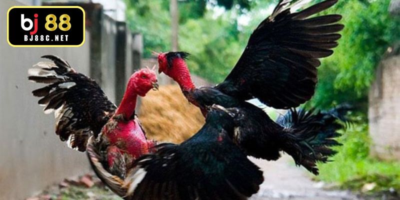 Tiêu chuẩn chọn lọc chiến kê dựa trên kinh nghiệm thực tế