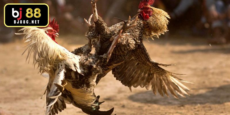 Tìm hiểu các bước trong cách xem tướng gà đá cơ bản